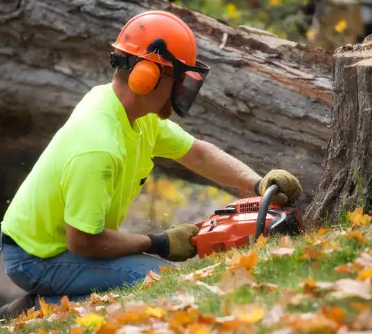 tree services Stanley